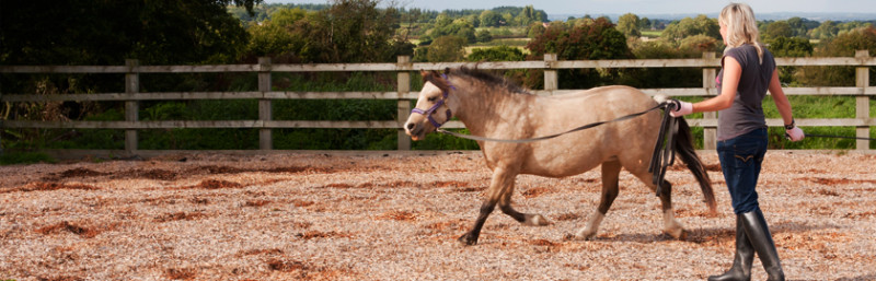 equestrian-training